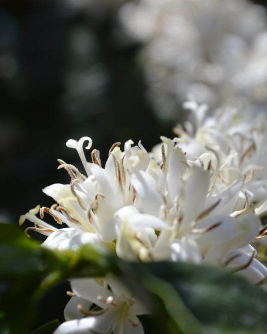 Barista Blend - Guatemala Maya, Brazil Linda