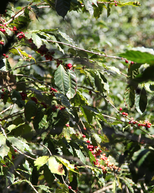 Daily Blend - Guatemala , Brazil - 1kg