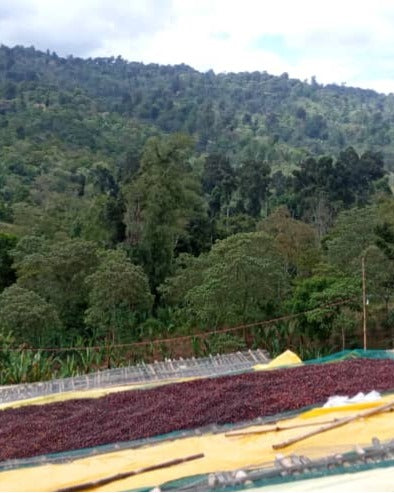Ethiopia - Tabe Burka