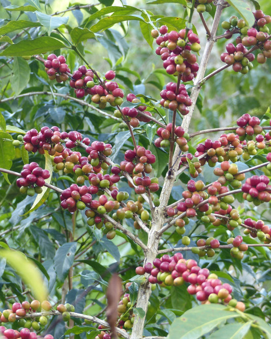 Ethiopia - Halo Beriti