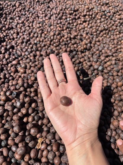 Ethiopia - Halo Beriti