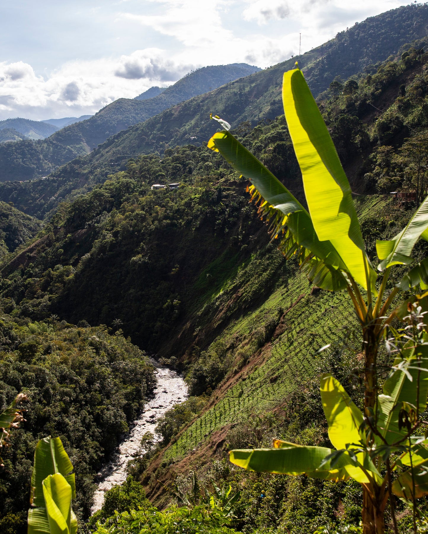 Colombia - Yuppie